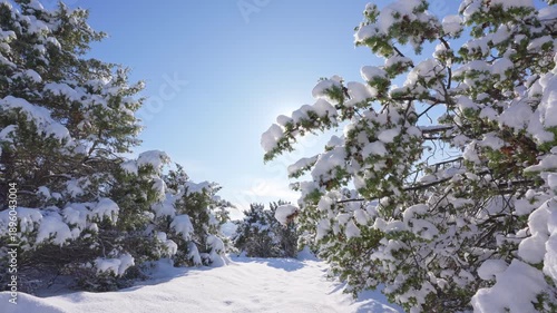 Snow and winter in mountain forest at daylight.