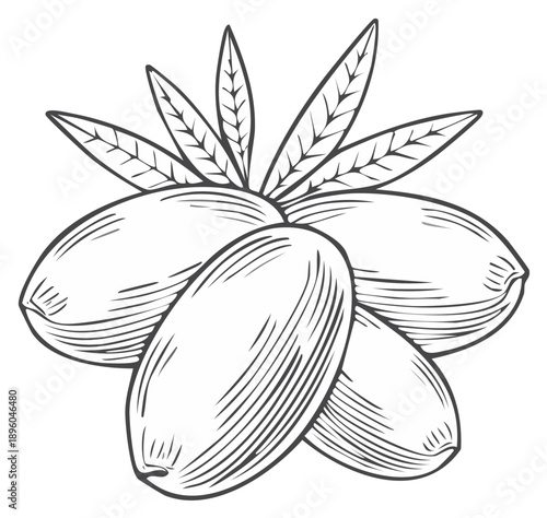 Hand Drawn Illustration of a Cluster of Argan Nuts with Green Leaves in a Sketchy Style