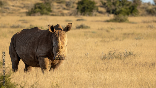A white rhinoceros (Ceratotherium simum) in the evening light, Kwandwe Private Game Reserve, South Africa.