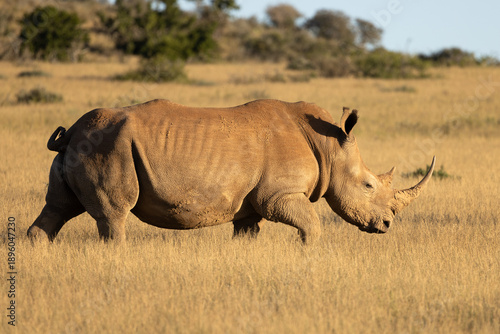 A white rhinoceros (Ceratotherium simum) in the evening light, Kwandwe Private Game Reserve, South Africa.