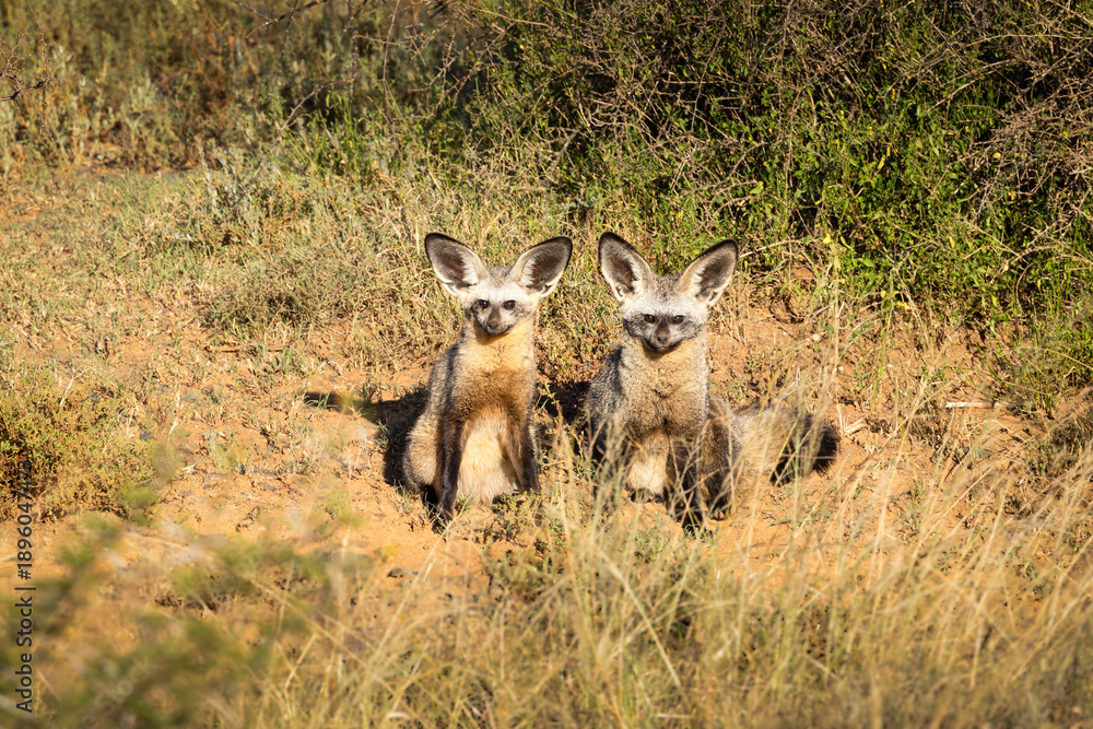 Fototapeta premium Pair of Bat-eared fox, Otocyon megalotis, small african carnivore in its typical environment, arid savanna in dusk, staring directly at camera, Kwandwe Private Game Reserve, South Africa.