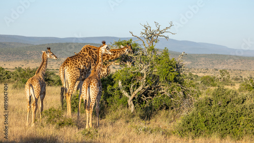 A tower of cape giraffe (giraffa camelopardalis giraffa) with calfs, Kwandwe Private Game Reserve, South Africa.