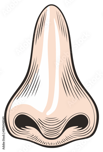 Detailed Graphic Illustration of a Nose Structure with Fine Line Work