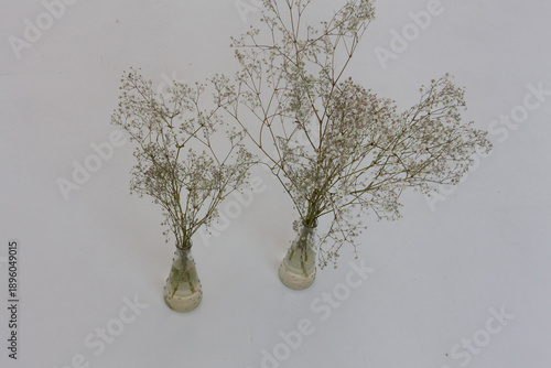white flowers in a vase on a white bacground