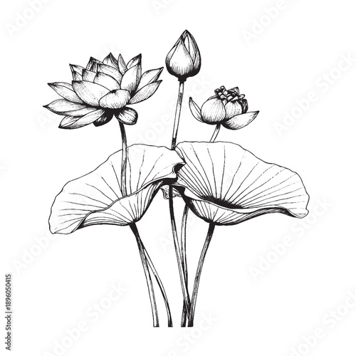 Simple lotus icon. Lotus flower symbol vector 