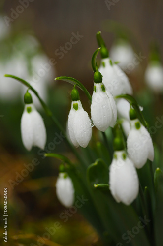 White snowdrop in the garden