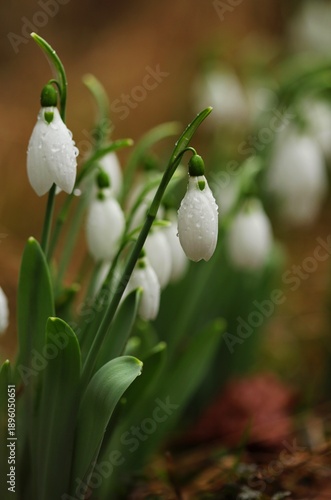 White snowdrop in the garden