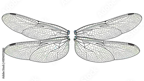 Dragonfly Wings Detailed Illustration on White Background