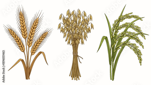 Hand drawn illustration of wheat, oats, and rice cereal crops.