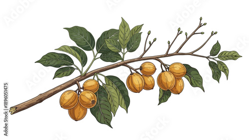 Botanical illustration of tropical fruit branch isolated on white.