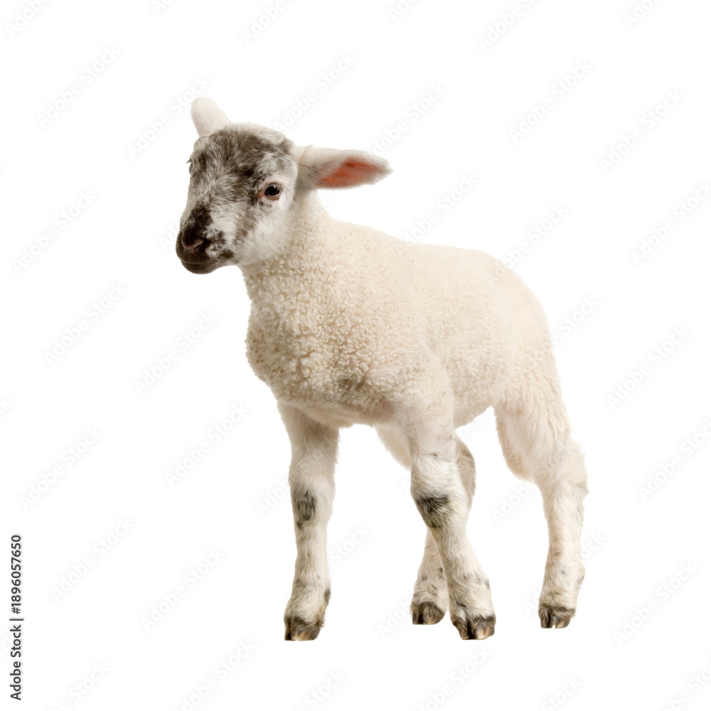 Fototapeta premium Goat Qurbani Dairy cattle Baka Islam, goat, animals,png.