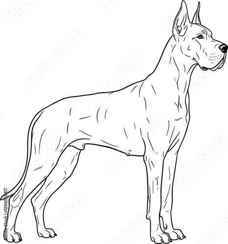 Great Dane dog line illustration, standing purebred canine profile, elegant pet anatomy sketch, black white outline drawing, isolatedGreat Dane dog line illustration, standing purebred canine profile,