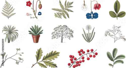 Vintage botanical illustration collection with flowers leaves branches and plants, hand drawn natural elements, classic herbarium style artwork