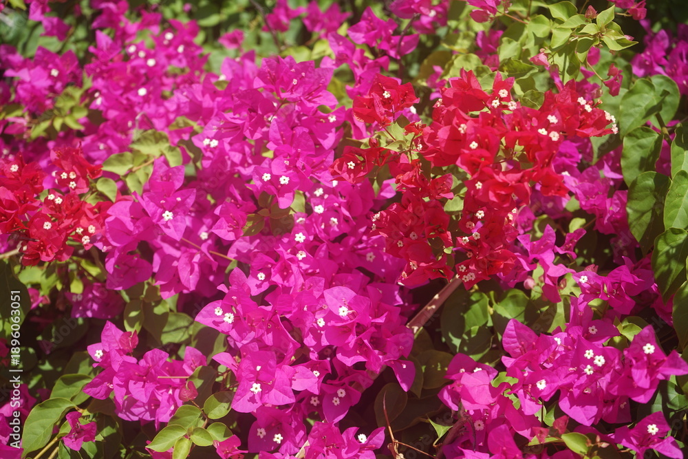 Obraz premium bougainvillea