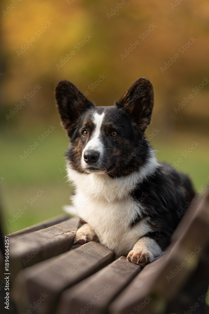 Obraz premium A handsome brindle and white Welsh Corgi Cardigan lies calmly on a sturdy wooden park bench