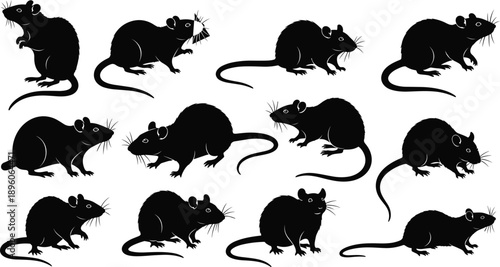 Rat silhouette collection, black rodent poses, standing and crouching rats, nature vector design, animal illustration, wildlife graphic set