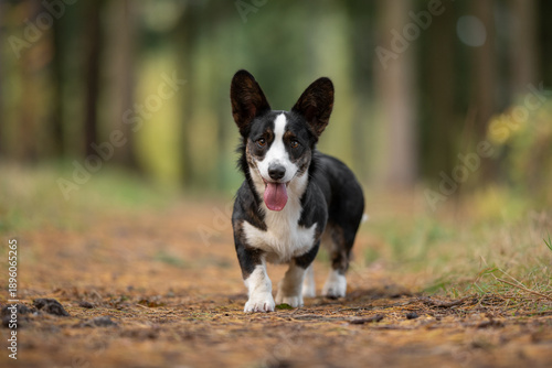 A happy Cardigan Welsh Corgi with black and white markings walks forward on a brown dirt path. The small dog has its tongue out and stands in a bright forest during the day
