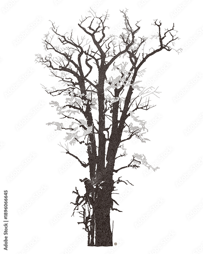 Obraz premium 어도비 42 용문사 은행나무