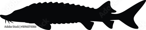 Sturgeon fish silhouette isolated on white background, black and white aquatic wildlife concept, freshwater species, river animal, minimal vector illustration