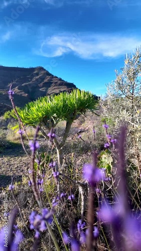 Sunny day illuminating a beautiful dragon tree and purple wildflowers blooming on a rocky mountainside in Gran Canaria, Canary Islands, with a clear blue sky and rugged cliffs in the background