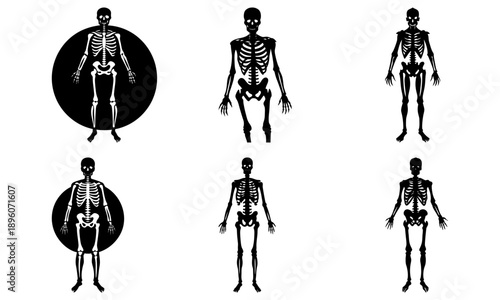 Collection of human skeletons in various poses and views, illustrations showcasing anatomy from different angles