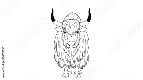 Detailed line art illustration of a yak or highlander cow head captures the long fur and curved horns of this unique mountain animal.