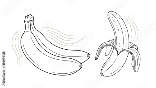 Hand drawn illustrations featuring a bunch of whole bananas and one partially peeled banana in a simple black and white line art style.