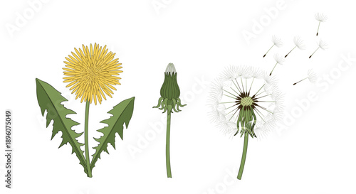Biological stages of a dandelion are illustrated from a yellow flower to a closed bud and a fluffy white seed head.