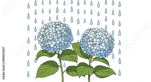 Beautiful blue hydrangea flowers blooming in rain with water droplets falling on white background in hand drawn artistic style.