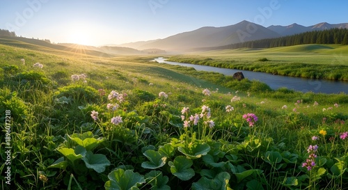 meadow with flowers