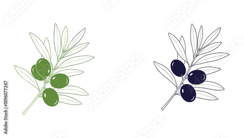 Detailed line art and colored versions of olive branches with ripe green and black olives for Mediterranean designs.