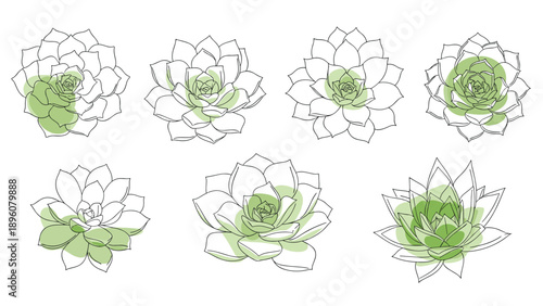 Set of elegant succulent plants drawn in a delicate dotted line style with soft green watercolor shapes in the background for a modern feel.