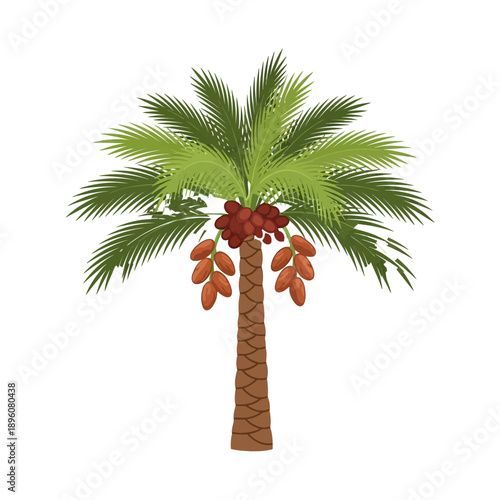 Palm Tree with Dates and Leaves.