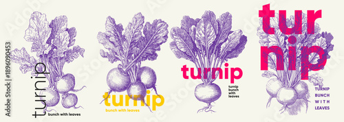 Engraving. A creative illustration of turnips with leaves, featuring various artistic styles and typography. The image showcases the vegetable in a vibrant and modern design 
