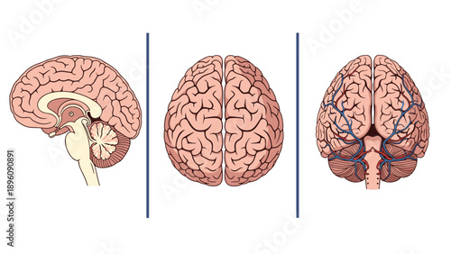 Medical illustration showing three different views of the human brain including lateral cross section superior and inferior perspectives.
