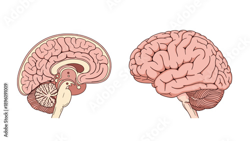 Detailed medical illustration showing both the external side view and the internal cross section of a human brain with anatomical detail.