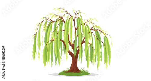 willow, weeping, tree, nature, plant, botanical, flora, foliage, leaves, branches, green, hanging, drooping, flowing, elegant, graceful, serene, calm, peaceful, tranquil, landscape, scenery, outdoor, 