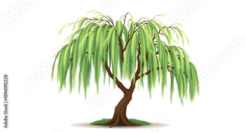 willow, tree, weeping, botanical, flora, plant, foliage, leaves, branches, hanging, drooping, flowing, graceful, elegant, soft, green, nature, natural, landscape, outdoor, garden, park, forest, river,