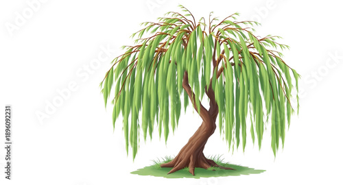 willow, tree, weeping, botanical, flora, plant, foliage, leaves, branches, hanging, drooping, flowing, graceful, elegant, soft, green, nature, natural, landscape, outdoor, garden, park, forest, river,