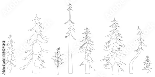 A detailed set of tree contour drawings includes a spruce with fine needles.