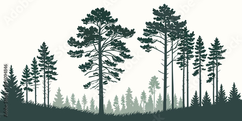 Silhouette of tall pine trees on a hill with smaller trees in background