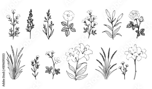 Hand drawn black floral grass silhouette vector set with insects isolated on white