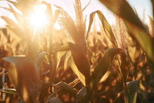 Corn in the field close-up