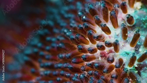 Amazing macro shot of clownfish eggs with visible embryo eyes, healing and cute orange fish spawn about to hatch on reef, representative of new life and hope
