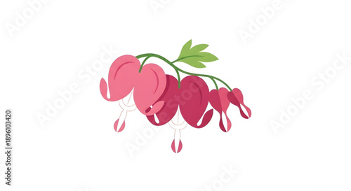 Beautifully Drawn Bleeding Heart Flower Illustration Isolated on a White Background