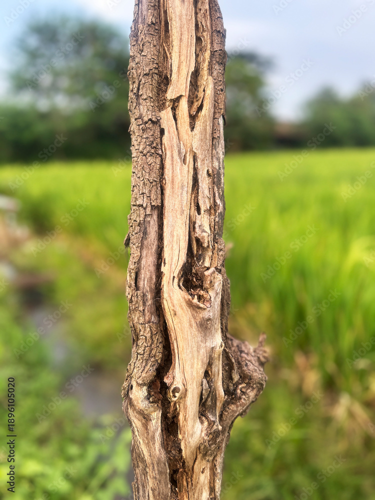 Fototapeta premium Close-up of a weathered tree with cracked bark texture, standing beside a green rice field.