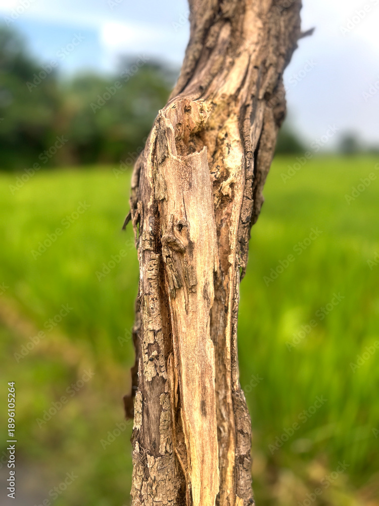 Obraz premium Close-up of a weathered tree with cracked bark texture, standing beside a green rice field.