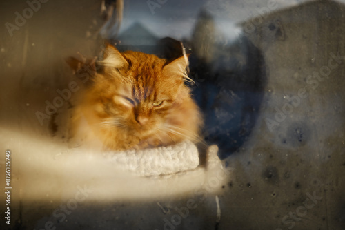 Foto Orange cat resting inside a window on a sunny day near a wall