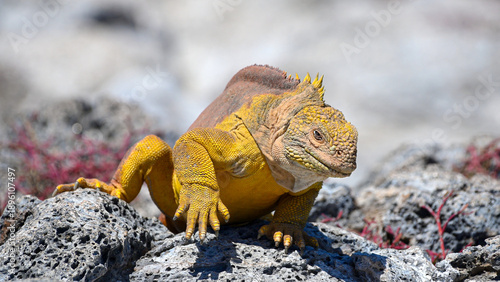 Foto Yellow Iguana of Galapagos