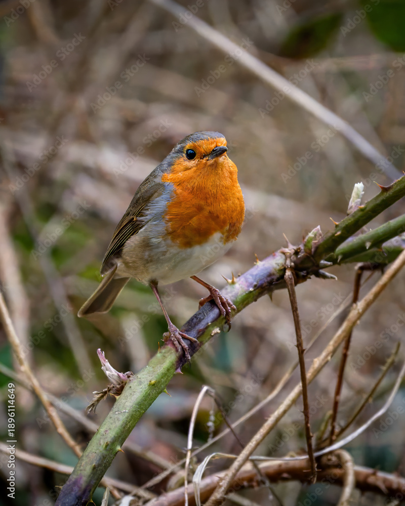 Fototapeta premium The bird robin sitting on a branch